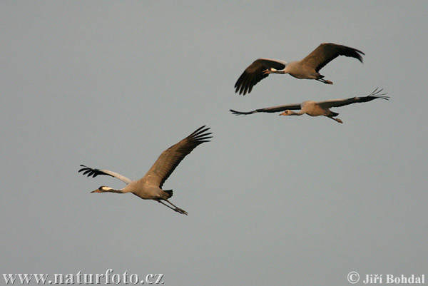 Grulla común