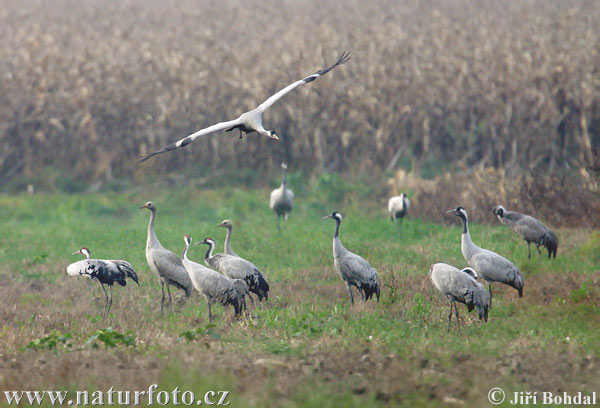 Grulla común