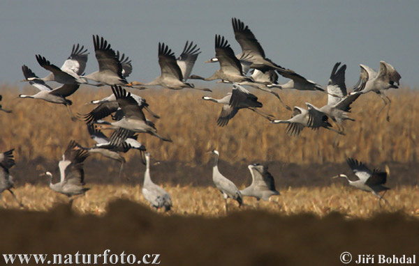 Grulla común