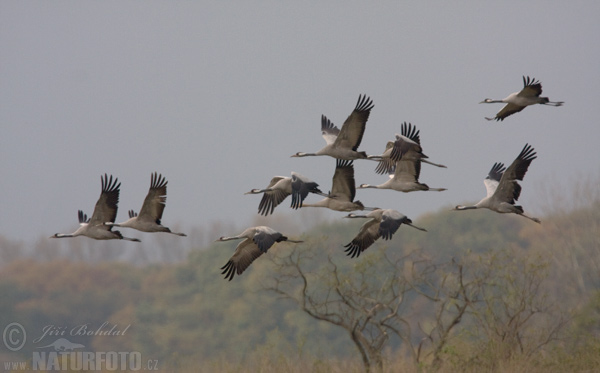 Grulla común