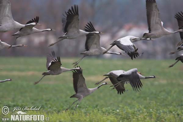 Grulla común