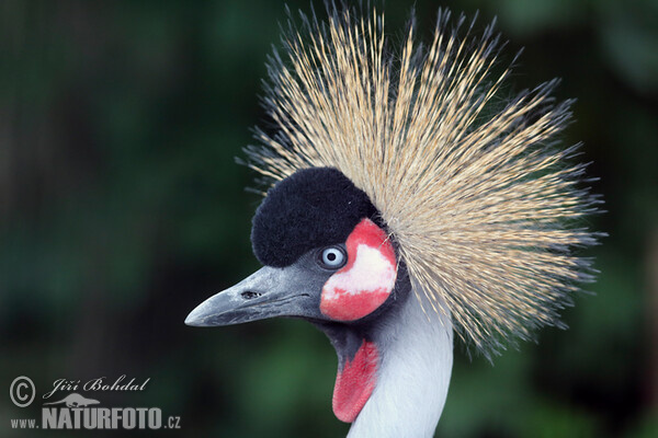 Grulla coronada cuelligrís