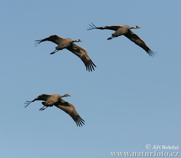 Grus grus