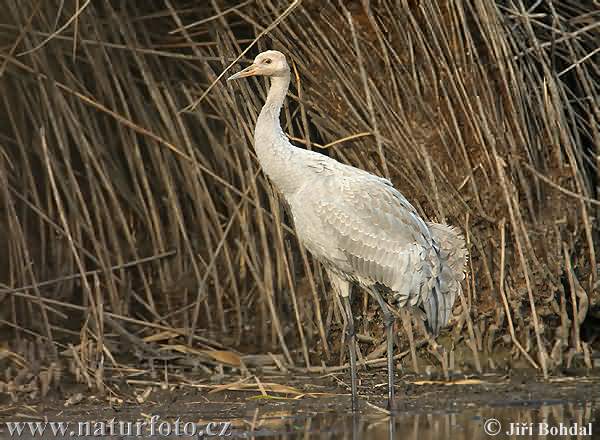Grus grus