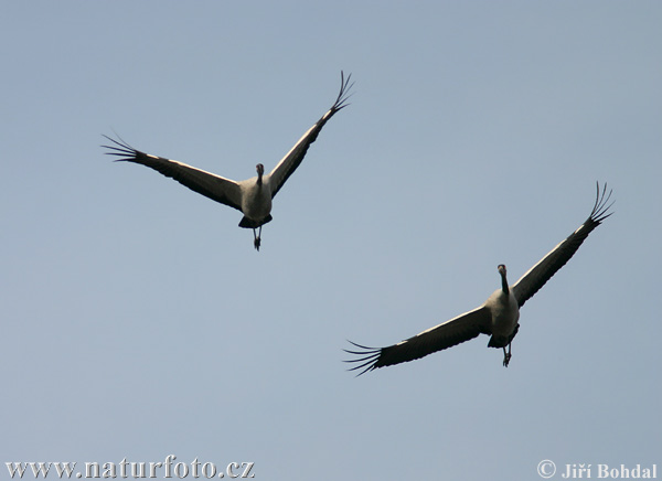 Grus grus