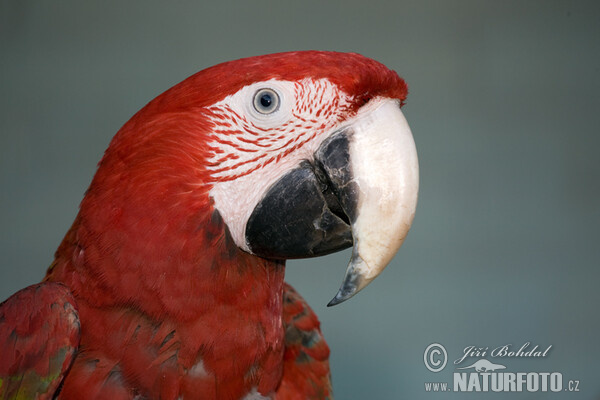 Guacamayo rojo, guacamayo aliverde