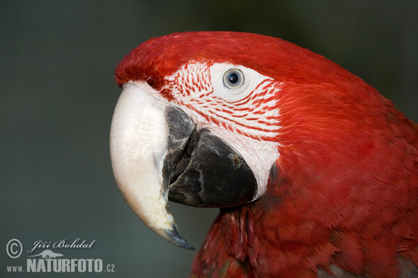 Guacamayo rojo, guacamayo aliverde