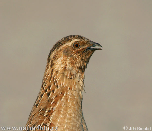 Guatlla comuna