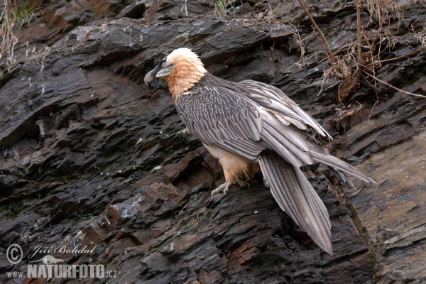 Gypaetus barbatus