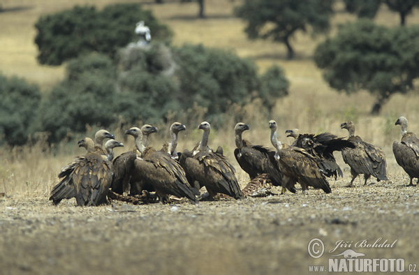 Gyps fulvus