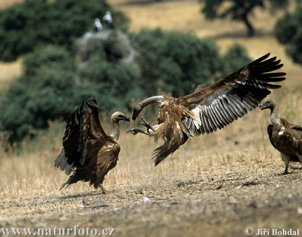 Gyps fulvus