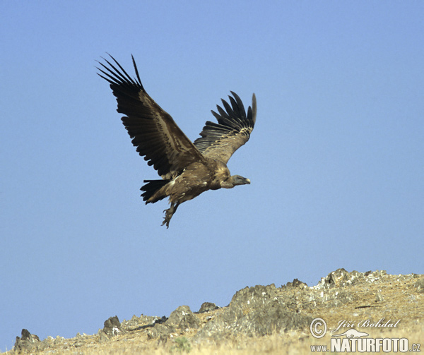 Gyps fulvus