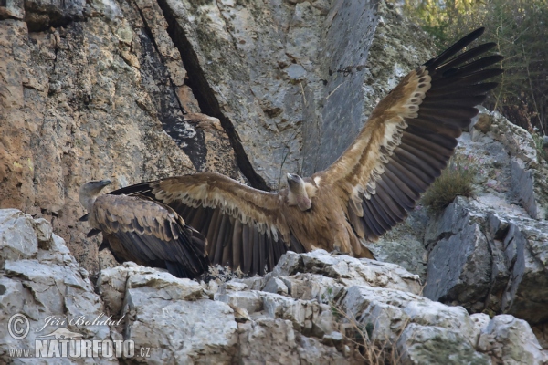 Gyps fulvus Pictures, Griffon Vulture Images, Nature Wildlife Photos ...