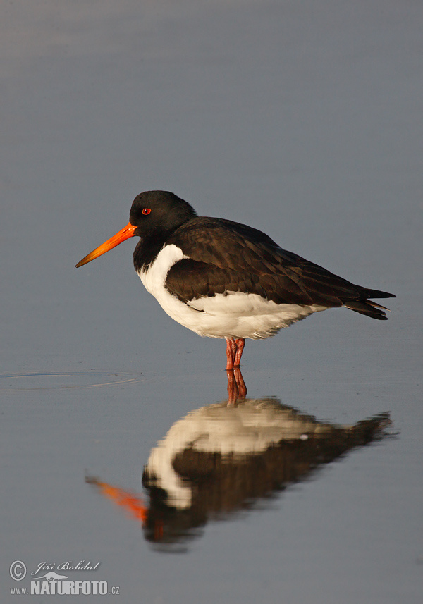 Haematopus ostralegus