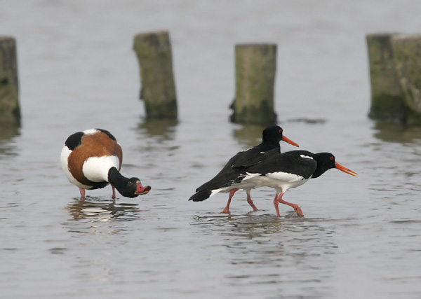 Haematopus ostralegus