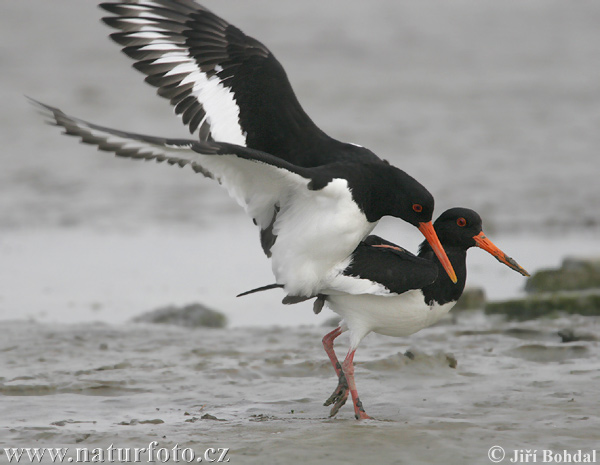 Haematopus ostralegus