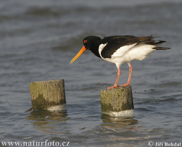 Haematopus ostralegus