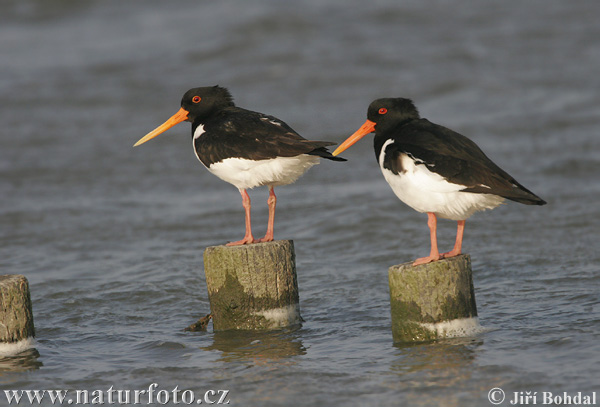 Haematopus ostralegus