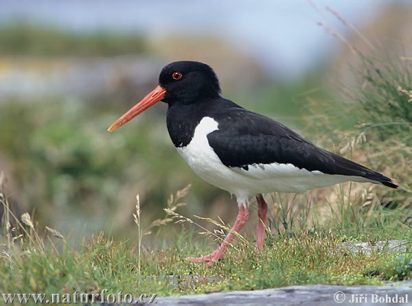 Haematopus ostralegus