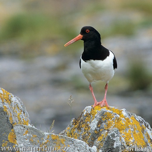 Haematopus ostralegus