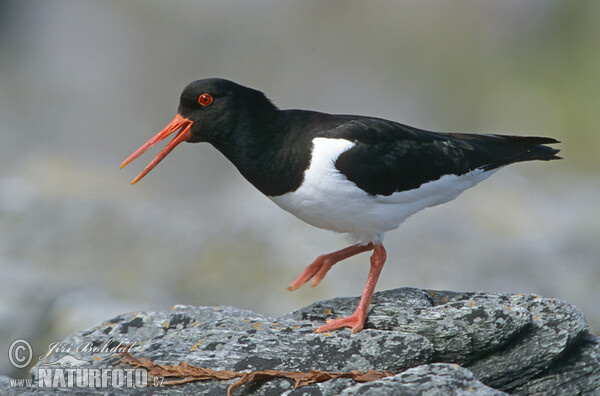 Haematopus ostralegus