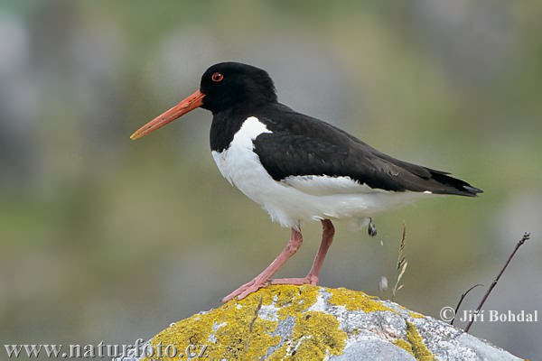 Haematopus ostralegus