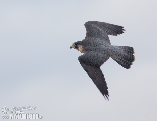 Halcón peregrino