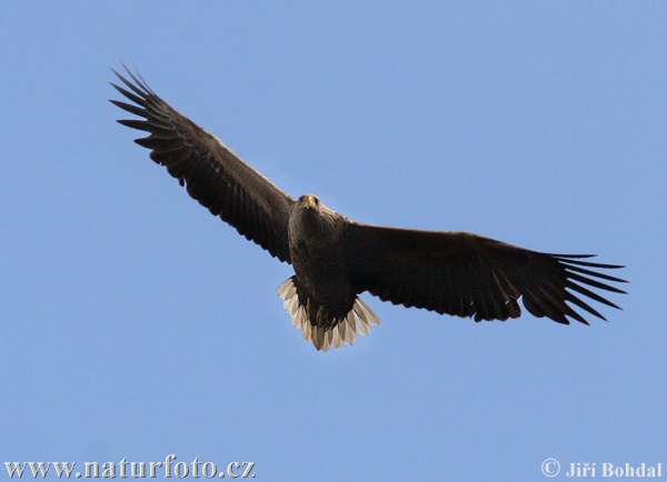 Haliaeetus albicilla