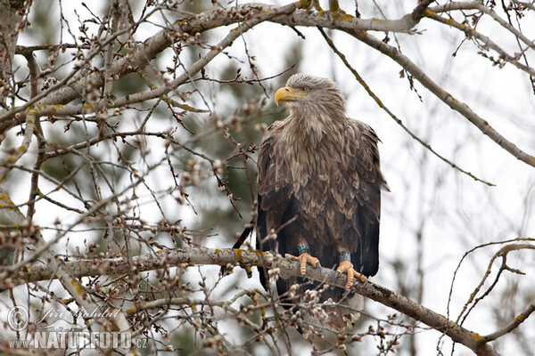 Haliaeetus albicilla