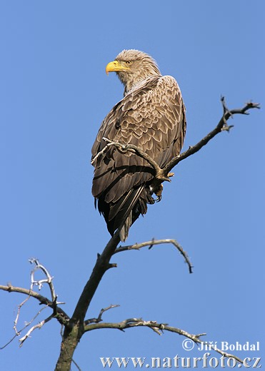 Haliaeetus albicilla