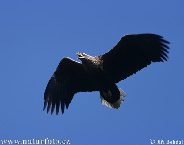 Haliaeetus albicilla