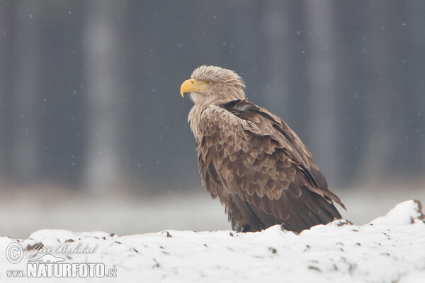 Haliaeetus albicilla