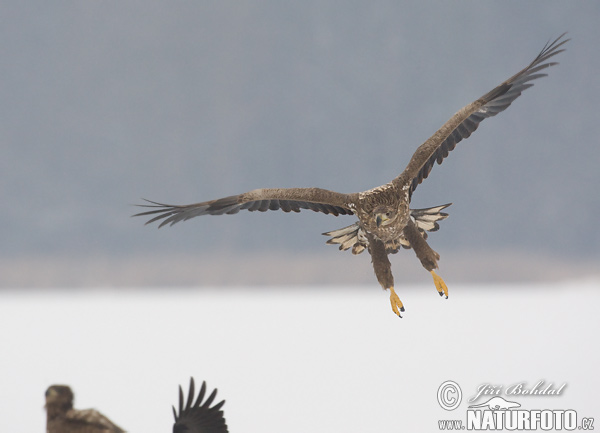 Haliaeetus albicilla