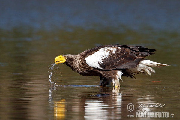 Haliaeetus pelagicus