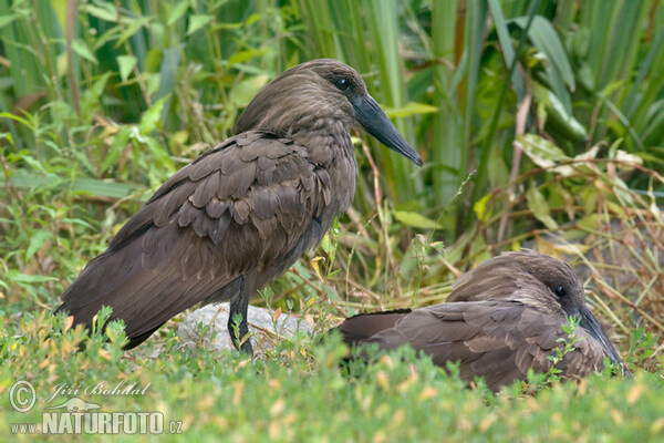 Hamerkop