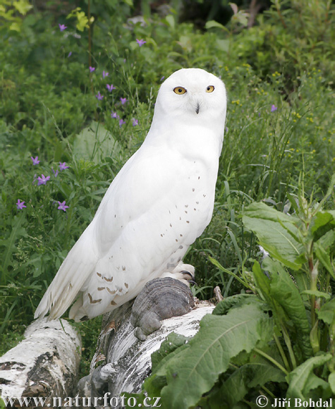 Harfang des neiges