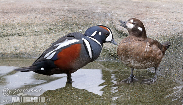 Harlequin Duck (Histrionicus histrionicus)