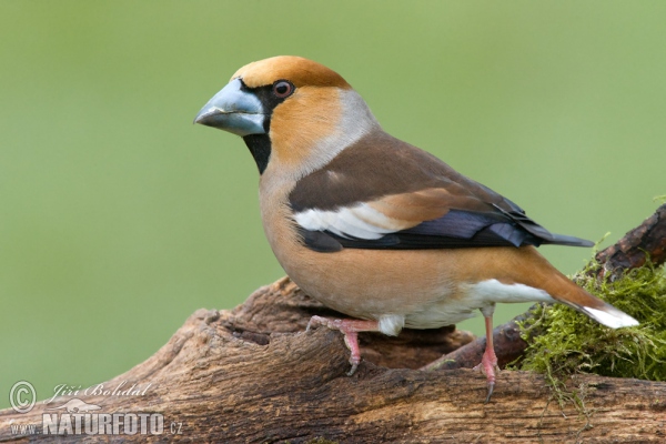 Hawfinch (Coccothraustes coccothraustes)