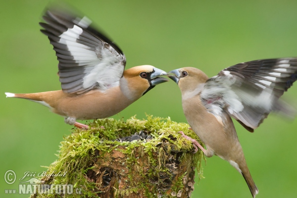 Hawfinch (Coccothraustes coccothraustes)