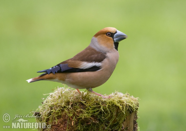 Hawfinch (Coccothraustes coccothraustes)