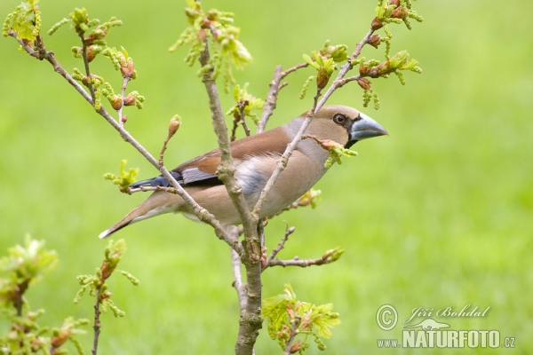 Hawfinch (Coccothraustes coccothraustes)