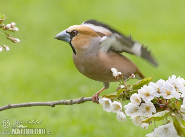 Hawfinch (Coccothraustes coccothraustes)