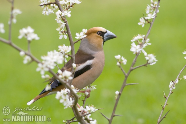 Hawfinch (Coccothraustes coccothraustes)