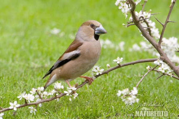 Hawfinch (Coccothraustes coccothraustes)