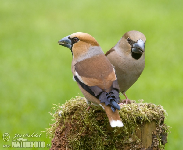 Hawfinch (Coccothraustes coccothraustes)