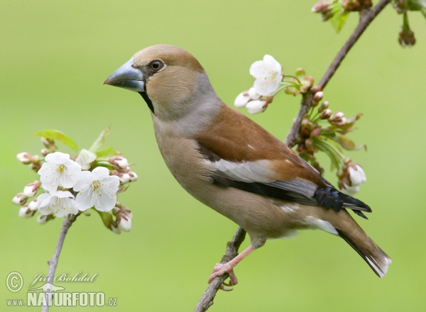 Hawfinch (Coccothraustes coccothraustes)