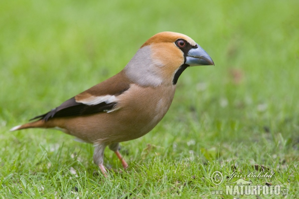 Hawfinch (Coccothraustes coccothraustes)