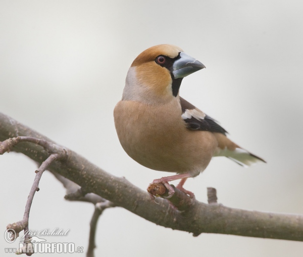 Hawfinch (Coccothraustes coccothraustes)