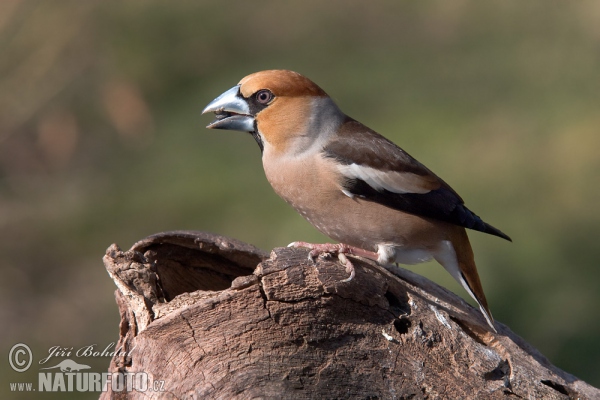 Hawfinch (Coccothraustes coccothraustes)