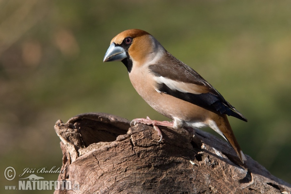 Hawfinch (Coccothraustes coccothraustes)